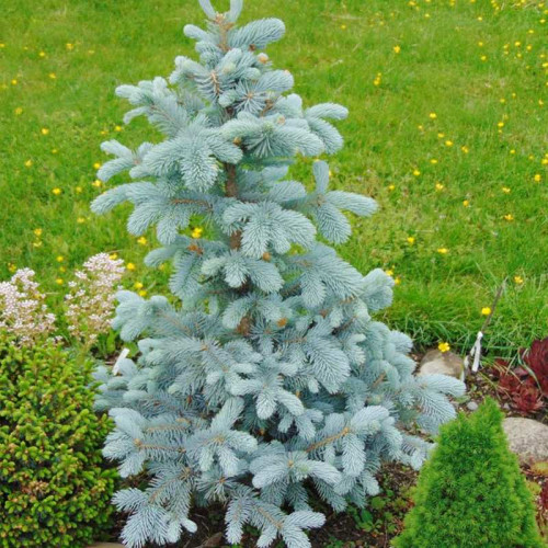 Compare subtraction bid Έλατο μπλε , Picea omorika glauca - Πρότυπα Φυτώρια